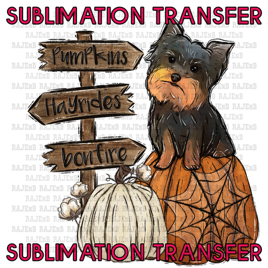 Yorkie Pumpkins - SUBLIMATION TRANSFER 4144SUB